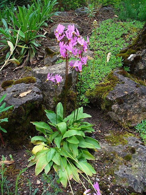 Dodecatheon meadia Seeds β Midland Shooting Star | Native Spring Wildflower | Pollinator Plant | 100 Seeds