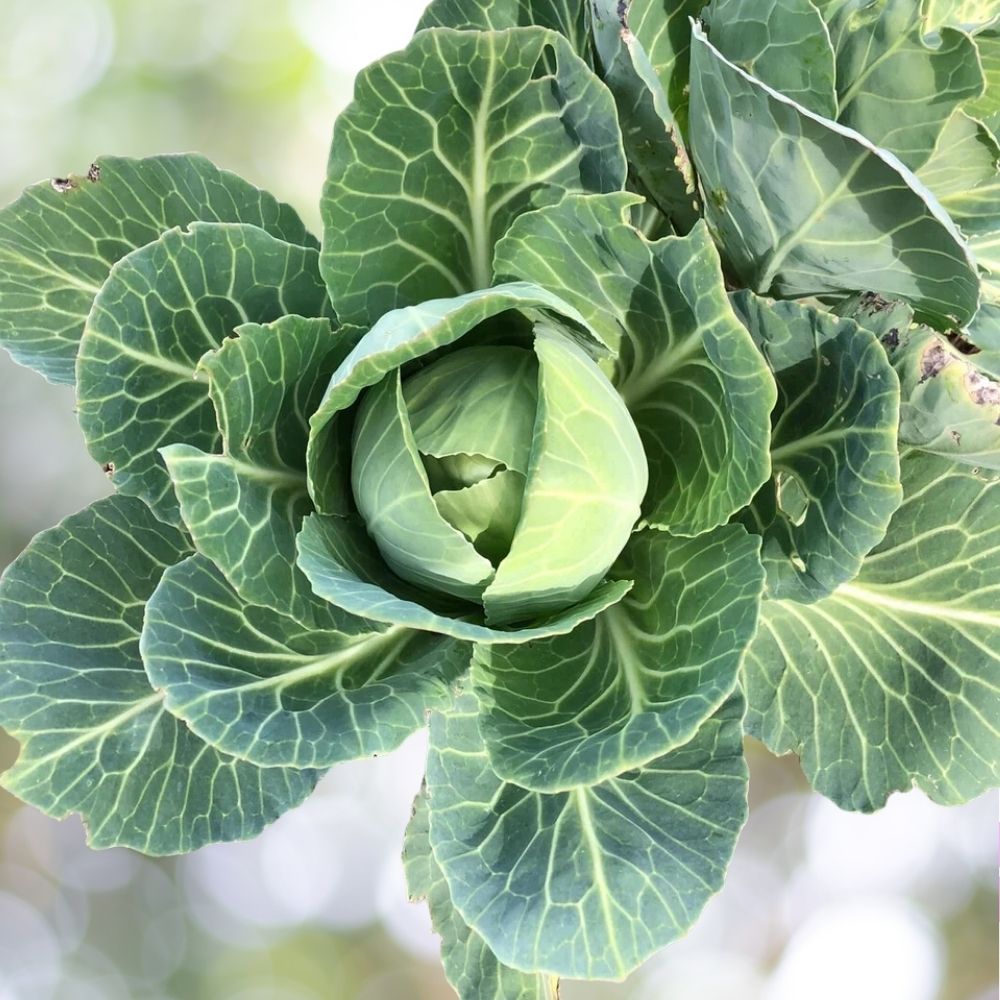 4000 Early Jersey Wakefield Cabbage Seeds, NON-GMO Heirloom, Fast Shipping