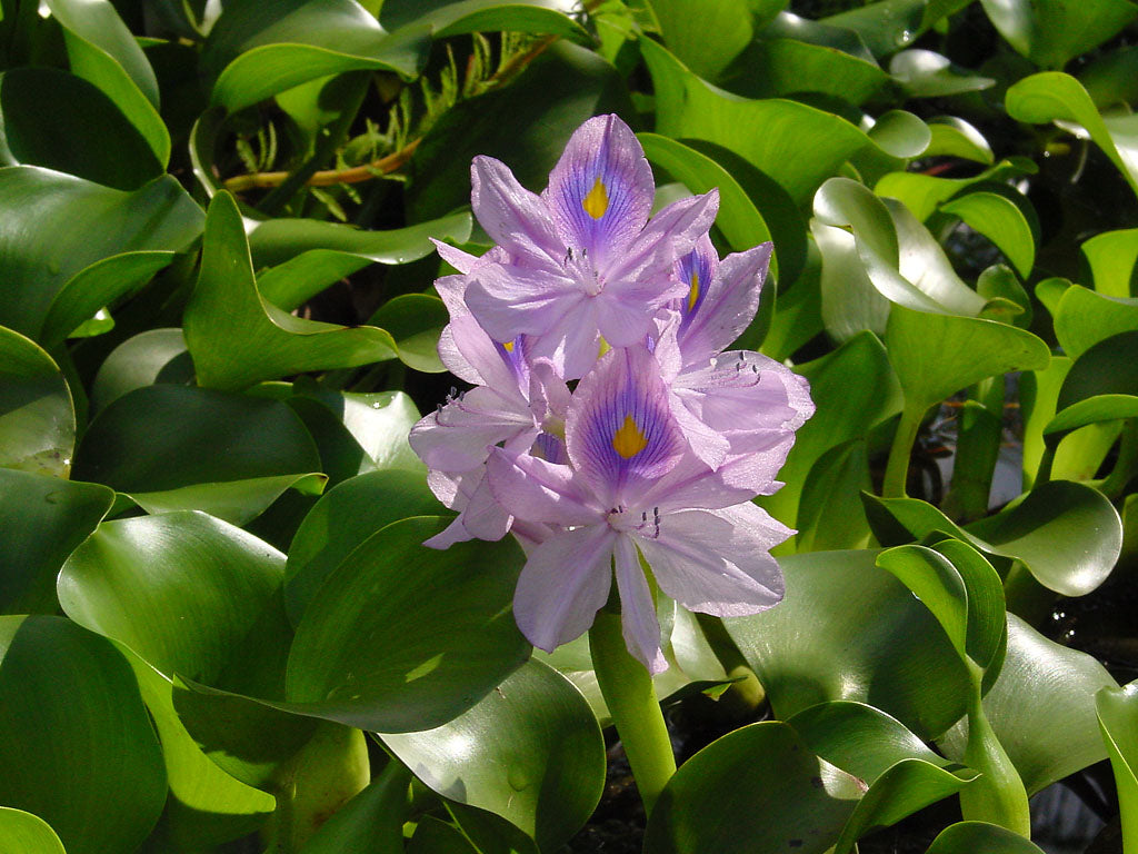 Medium Water Hyacinth & Water Lettuce Pond Plants - Floating Live Plants for Aquatic Environments - Eichhornia crassipes, Pistia stratiotes