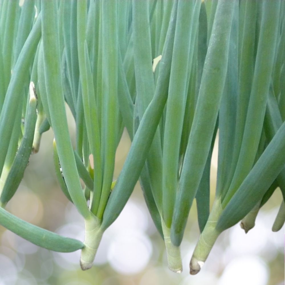 8000 Evergreen White Bunching Onion Seeds 1oz Scallions Heirloom Non-GMO Fast Shipping