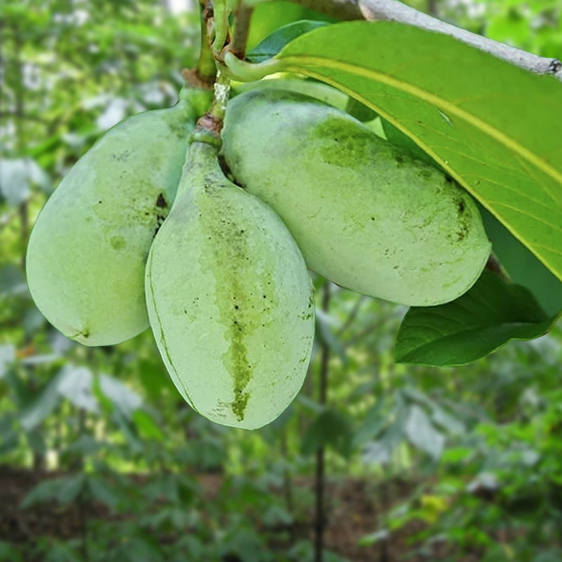 1 Live Pawpaw Tree (Asimina triloba) 1β2 Ft Bareroot | Rare Native Fruit Tree, Exotic Tropical Taste, Ready to Plant