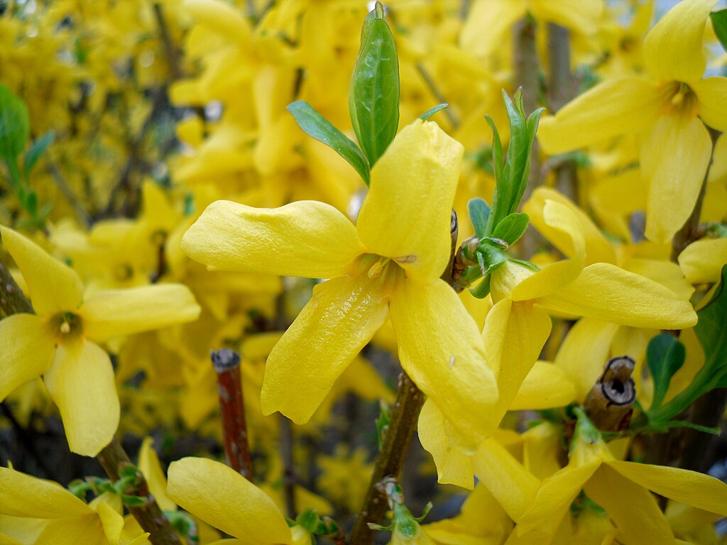 12 Forsythia Cuttings for Propagation โ Fresh Unrooted 6โ8โ Stems โ Easy Rooting Hardy Yellow Flowering Shrub โ Early Spring Blooms