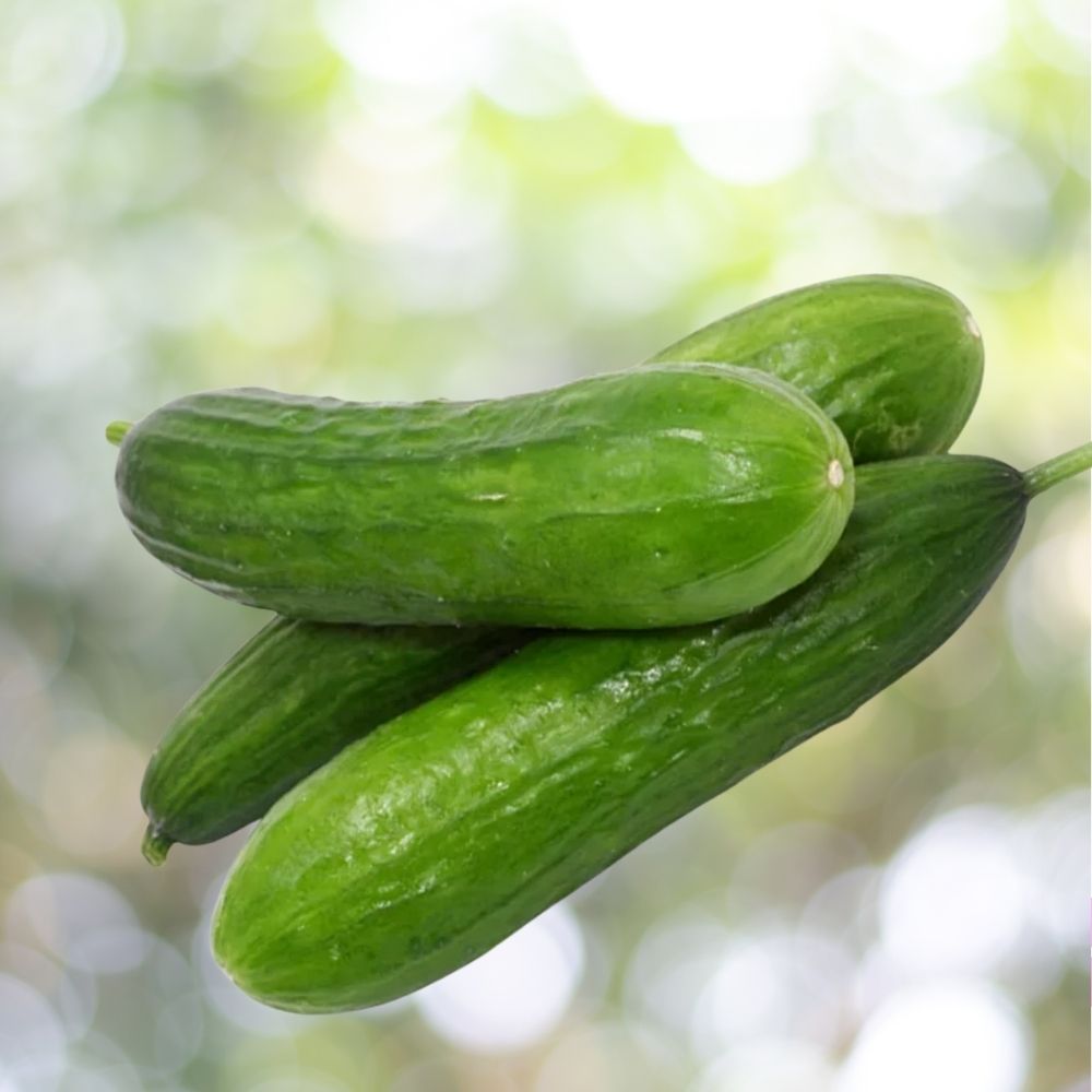 500 Beit Alpha Cucumber Seeds, Persian Burpless Cucumber Fast Shipping