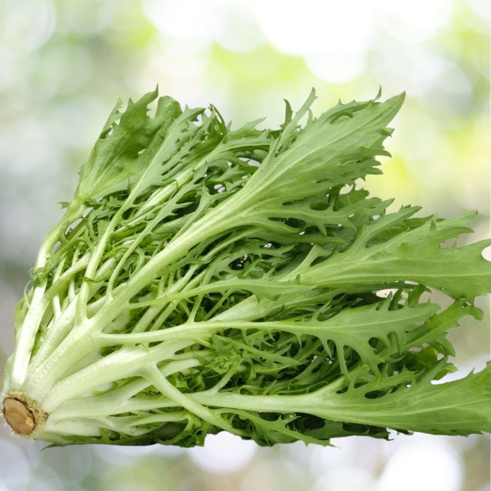 2400 Green Curled Endive Seeds | Non-GMO Heirloom Vegetable Garden Fast Shipping