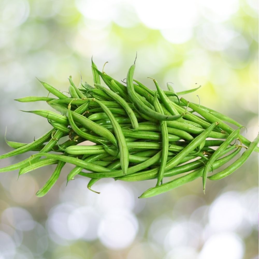 50+ Blue Lake Pole Green Bean Seeds | Non-GMO Heirloom | Fast Shipping