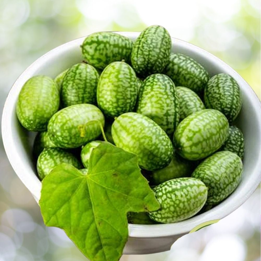 Mexican Gherkin Cucamelon Heirloom Seeds | Mini Cucumbers | Non-GMO | Fast Shipping