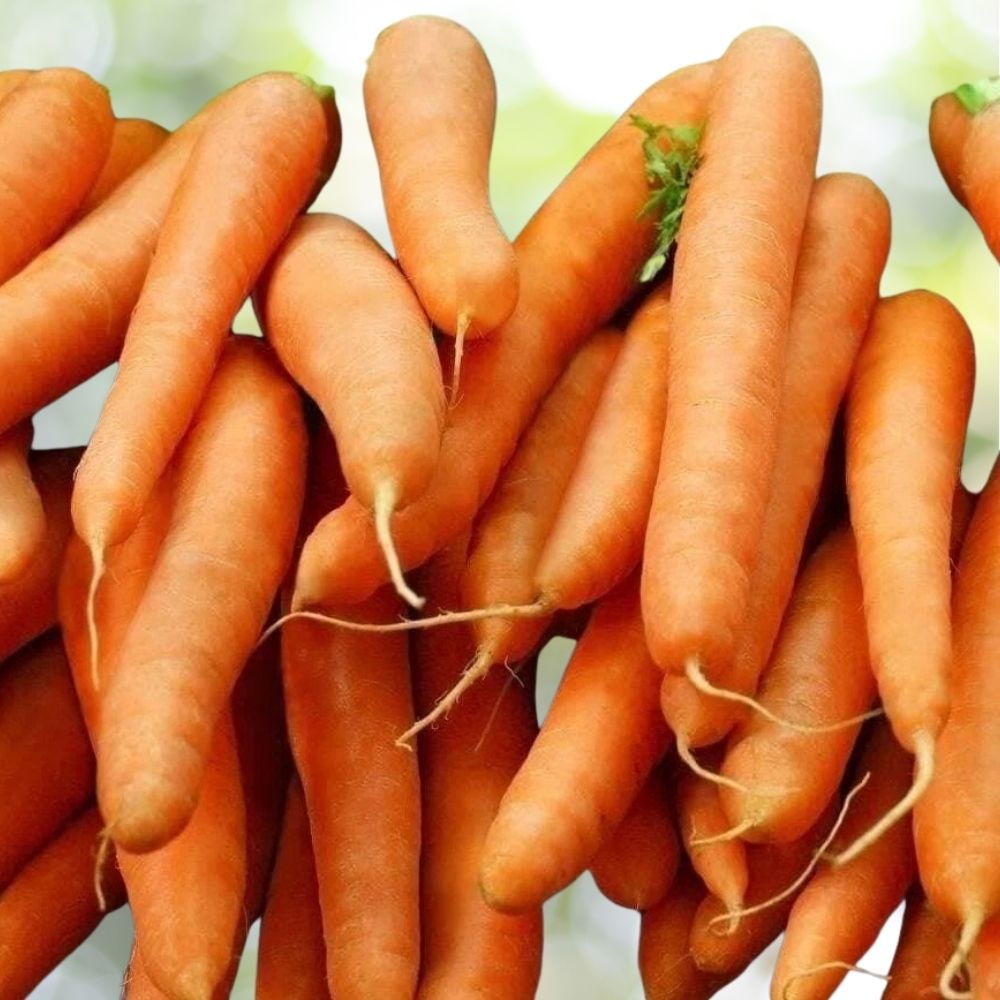 6000+ Little Fingers Baby Carrot Seeds | NON-GMO Heirloom | Fast Shipping