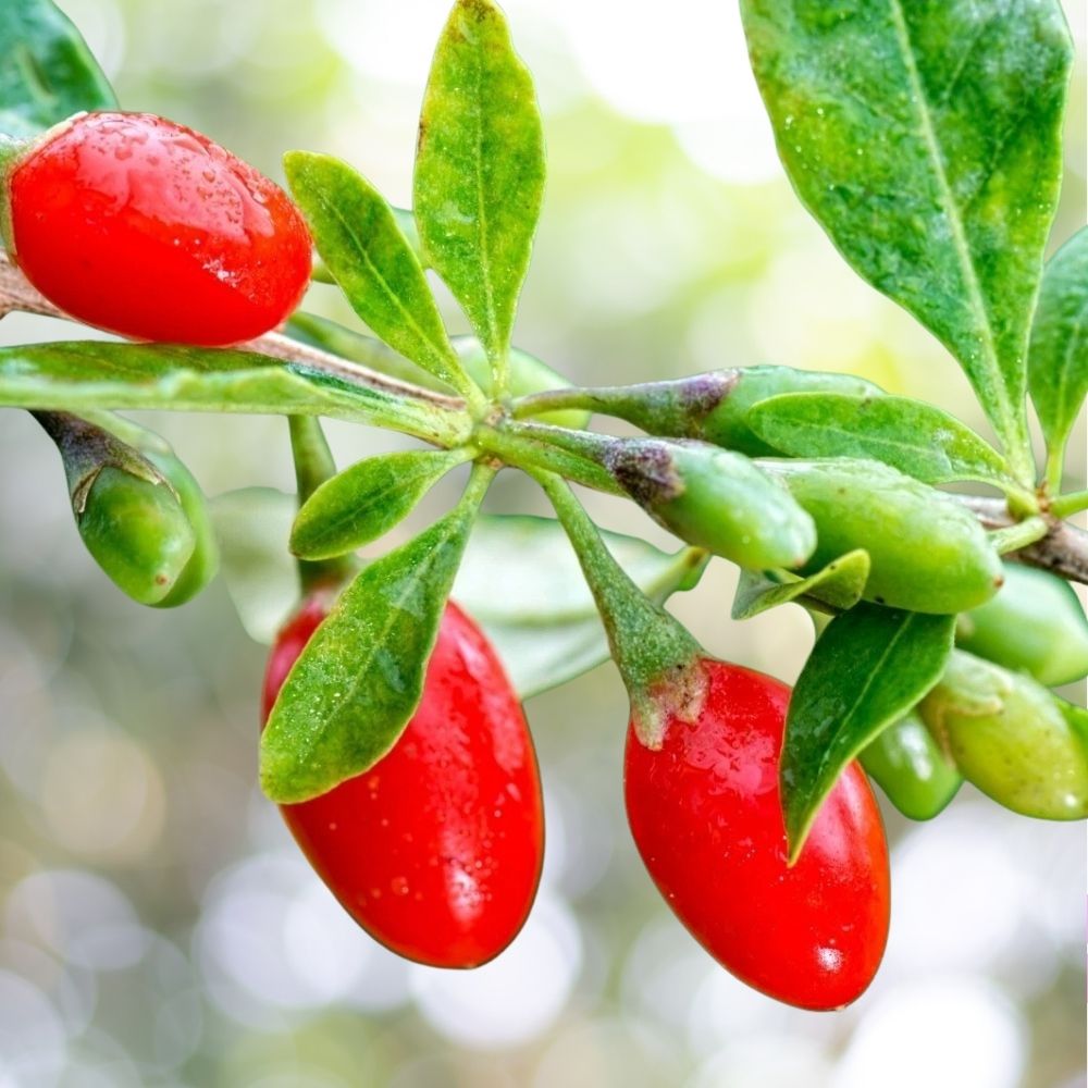 250 Goji Berry Seeds | Wolfberry Lycium Barbarum | Fast Shipping