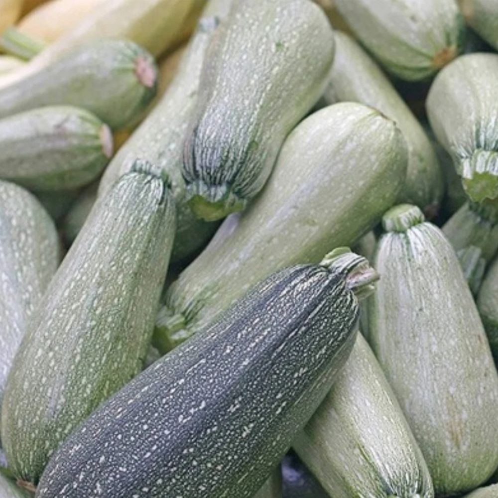 60 Zucchini Grey Summer Squash Seeds | Non-GMO Heirloom Vegetable Garden