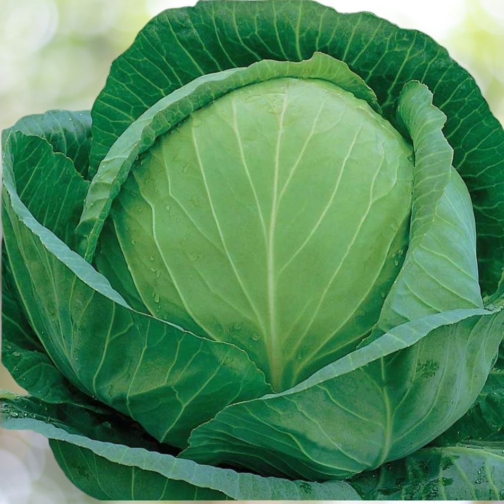 Golden Acre Cabbage Seeds – 16000 Non-GMO Seeds for Planting
