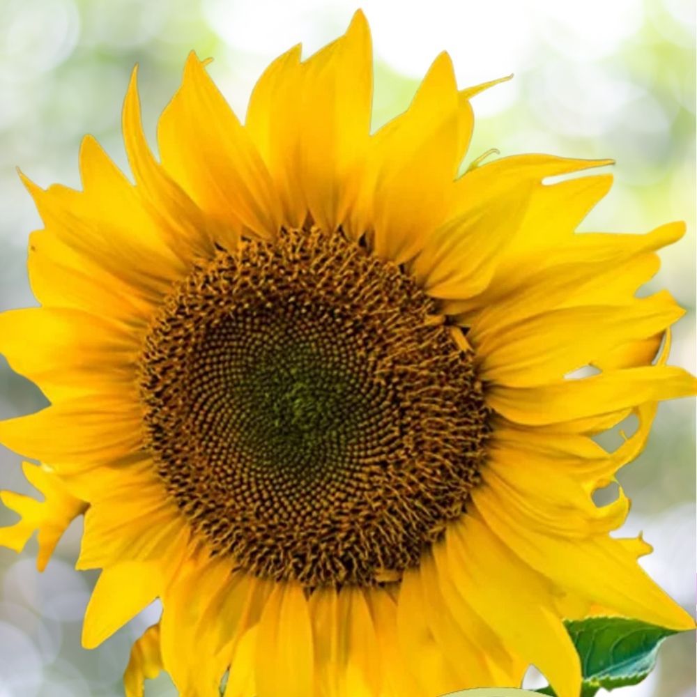250 Black Oil Sunflower Seeds for Planting Attract Pollinators/Bees | Non-GMO