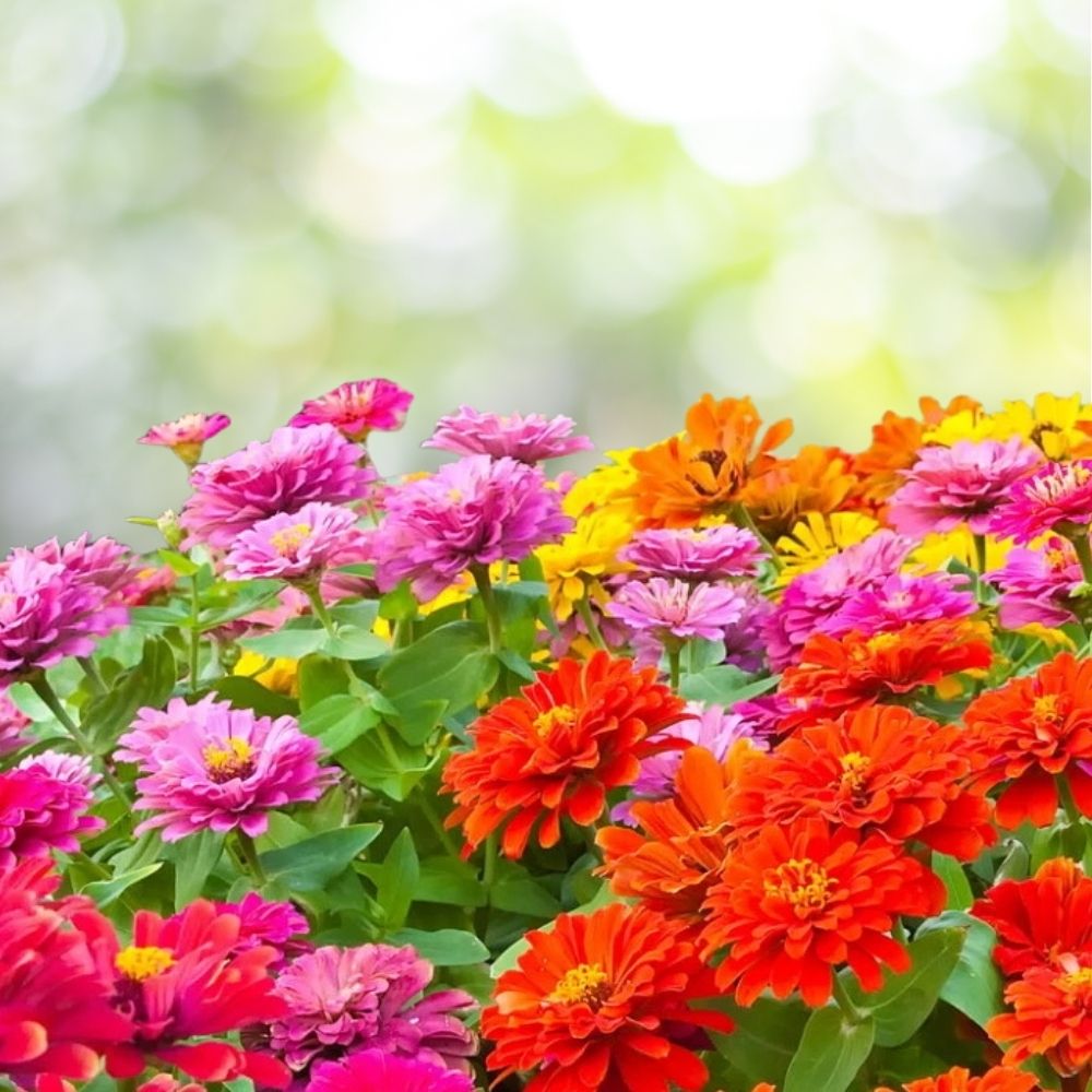 400 Zinnia - California Giant Mix Seeds | Colorful Flower Blooms Fresh Seeds