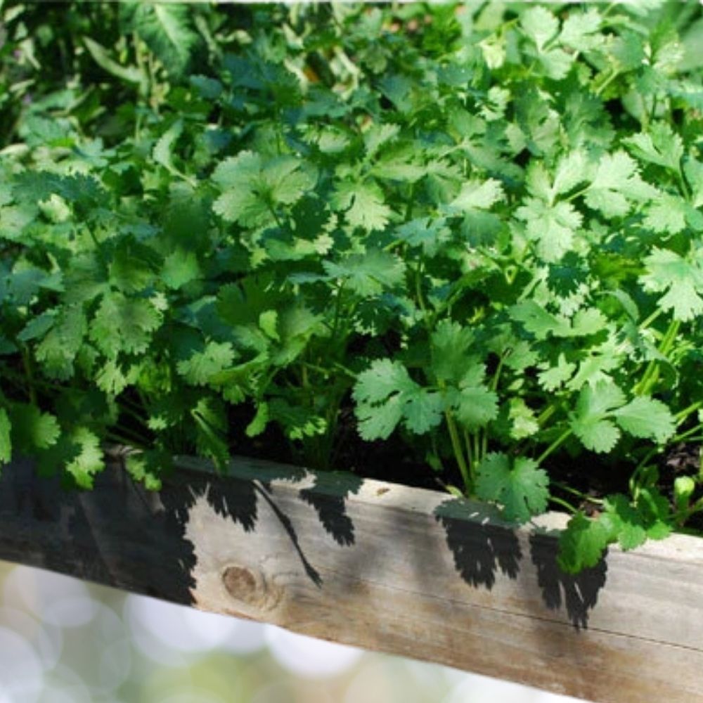 500 Heirloom Cilantro Seeds | Non-GMO Coriander Seeds for Planting