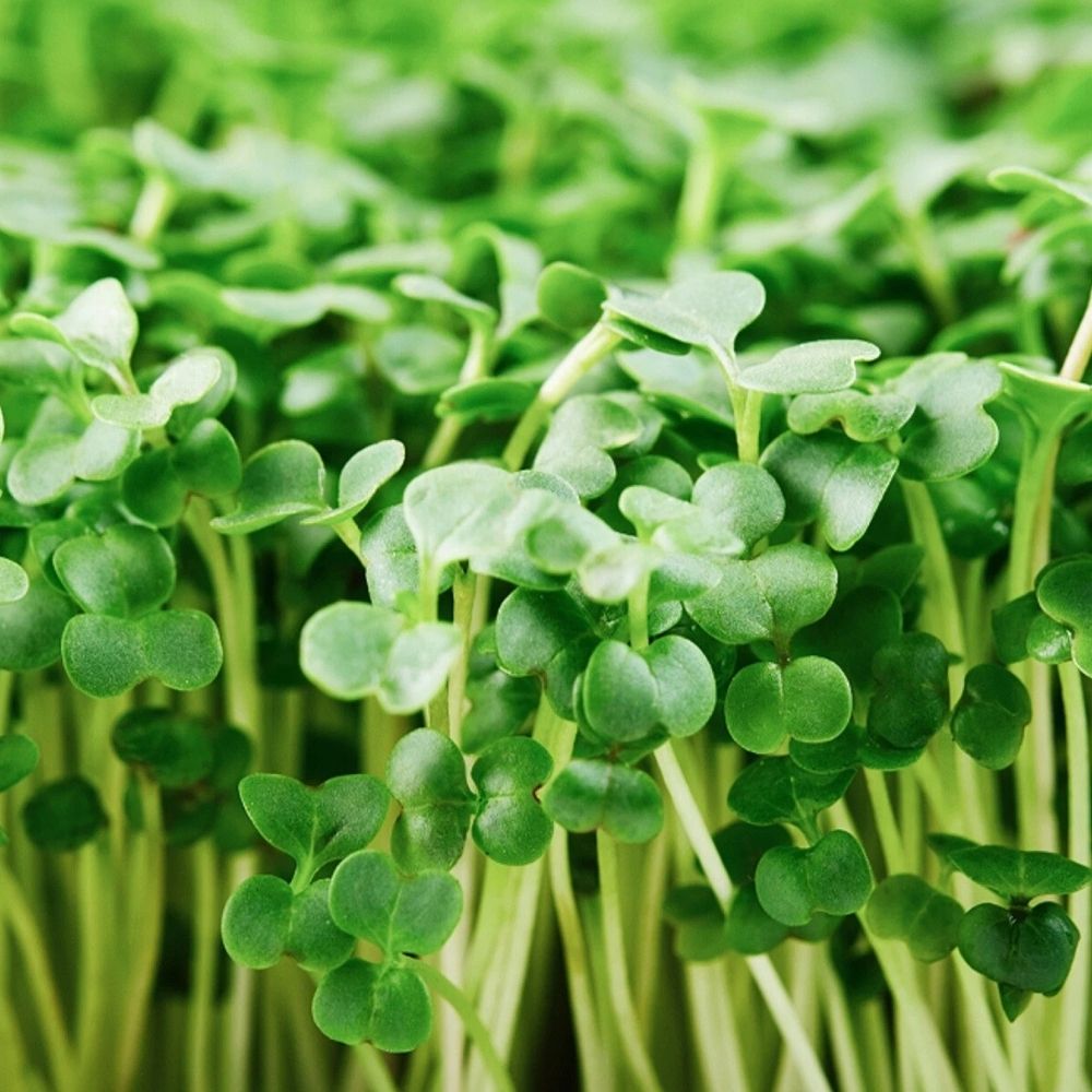 500 Organic Broccoli MICROGREEN Seeds | NON-GMO | Sprouting Seeds
