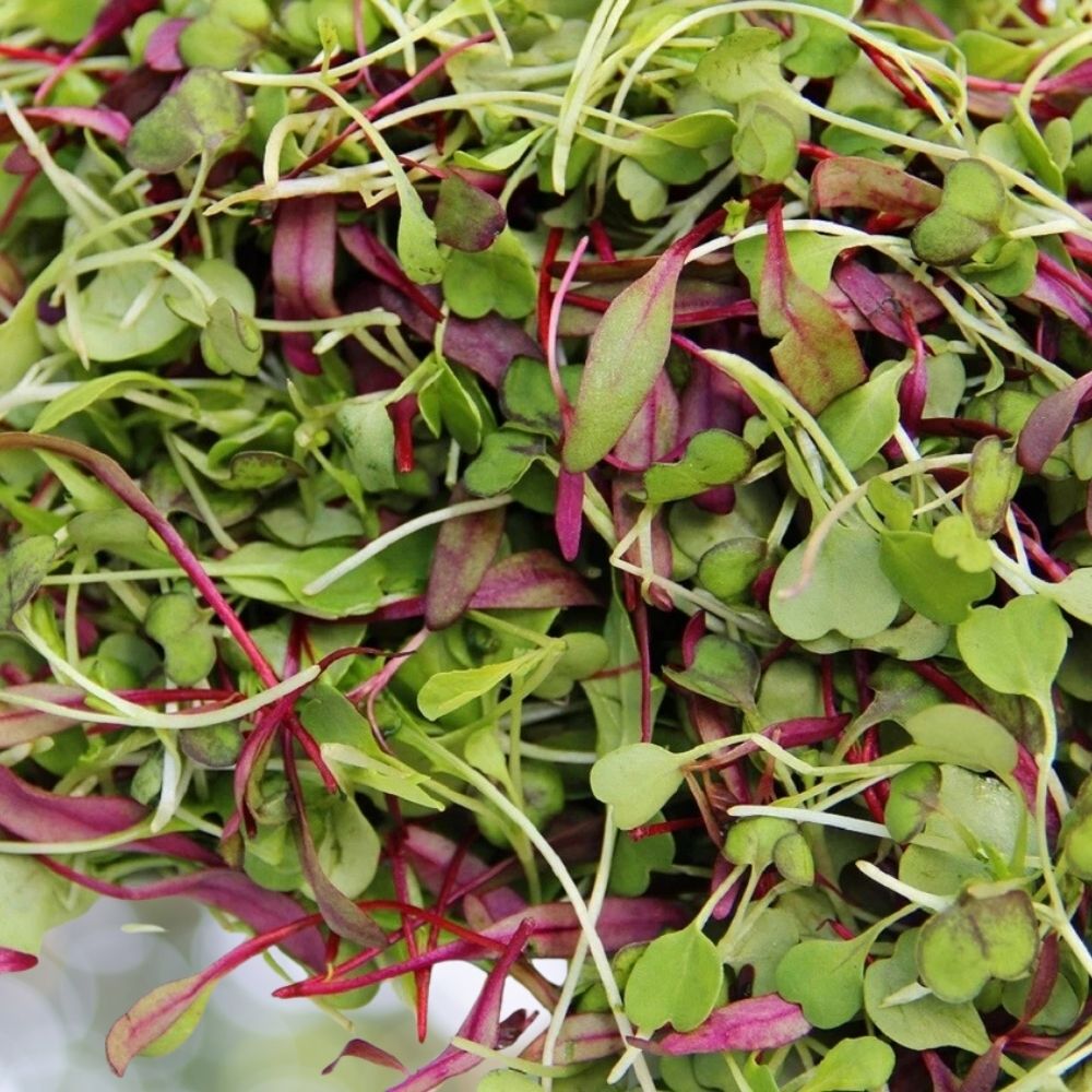 2000 Spicy Salad Microgreen Seeds - Non GMO