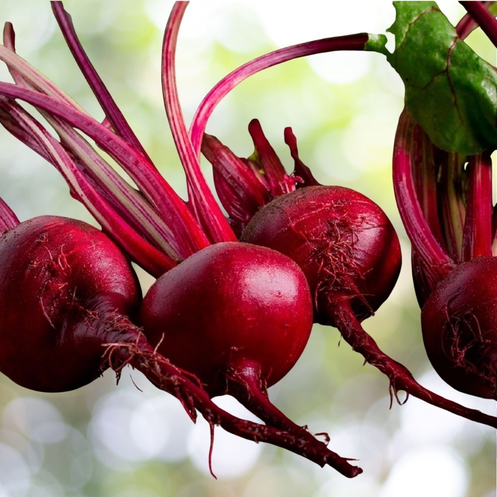 200 Ruby Queen Beet Seeds | Non-GMO Heirloom Vegetable Garden