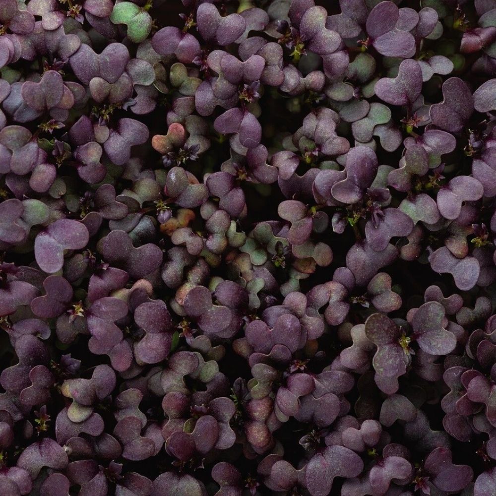 2000 Red Garnet Mustard Microgreen Seeds | Non-GMO Micro Greens