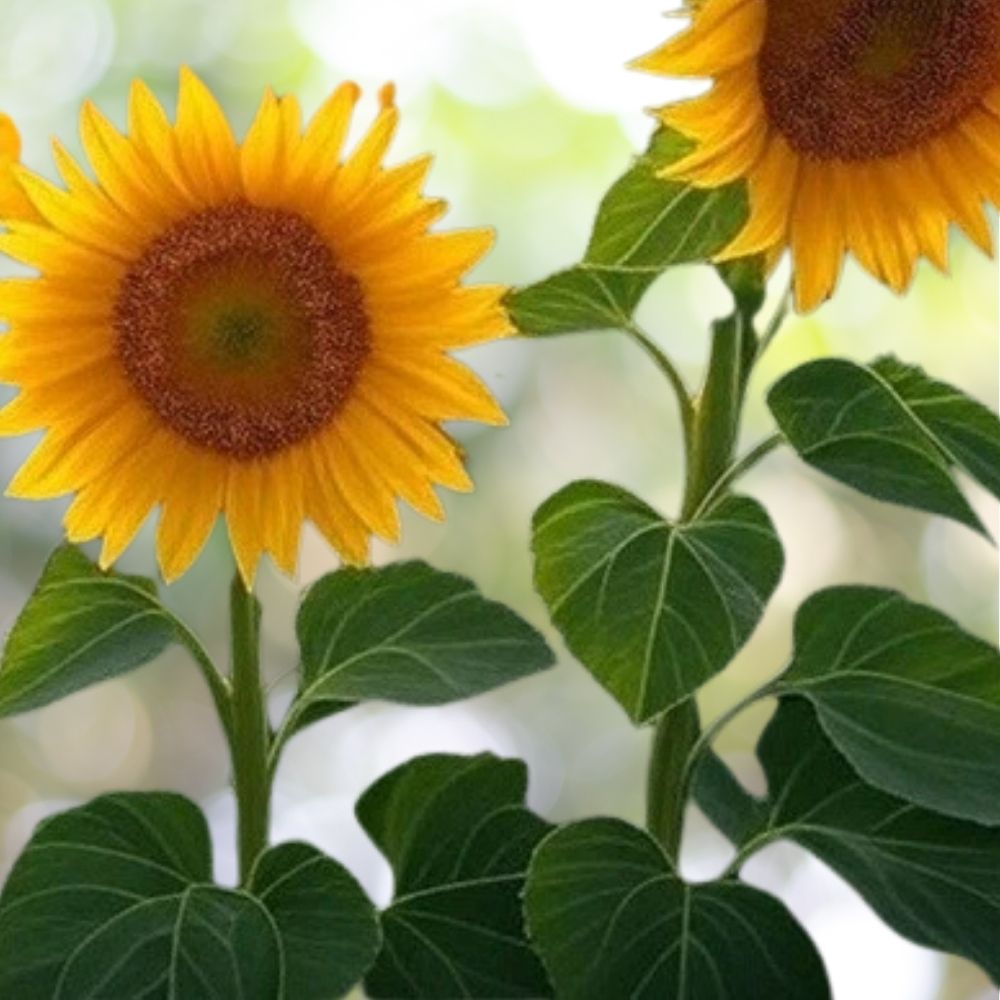 60 Dwarf Incredible Sunflower Seeds for Planting