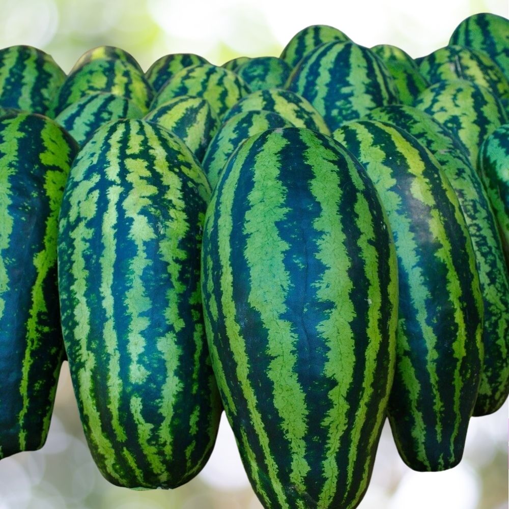 30 Giant Jubilee Watermelon Seeds | Non-GMO