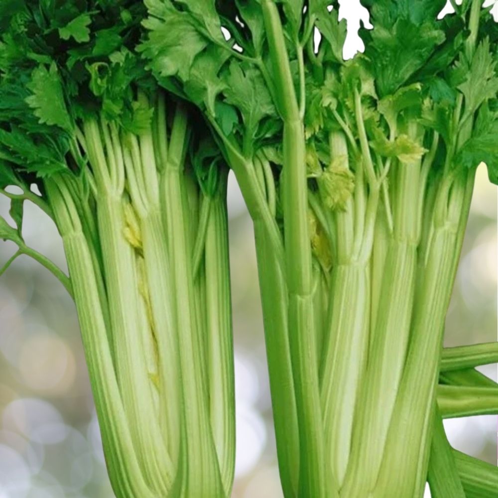2000 Tendercrisp Celery Seeds | Non GMO