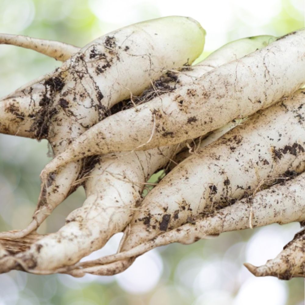 400 White Icicle Radish Seeds | Non-GMO