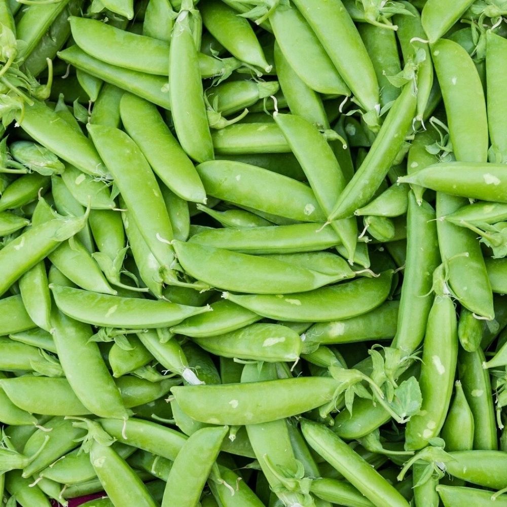 30 Sugar Snap Pea Seeds | Non-GMO Vegetable Garden Seeds