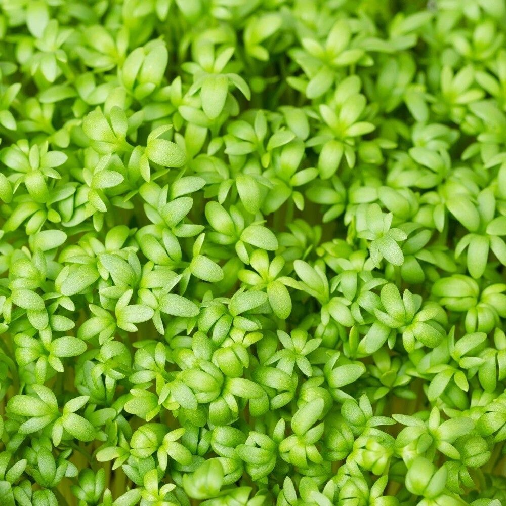 2000 Curled Cress MICROGREEN Seeds | Non-GMO