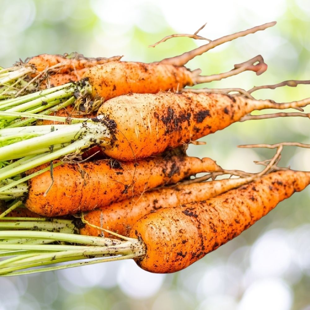 3000 Little Finger Carrot Seeds | Non-GMO Heirloom Vegetable