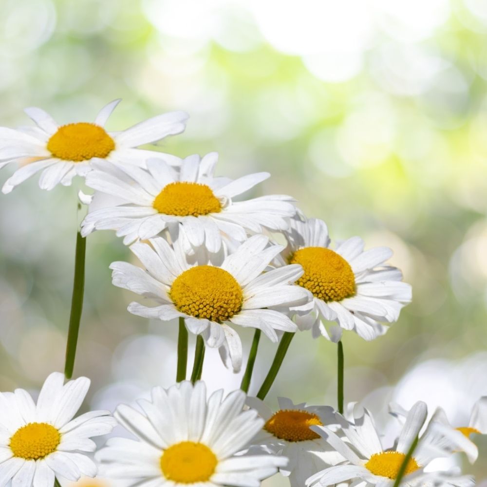 800 Alaska Shasta Daisy Heirloom Seeds | Non-GMO