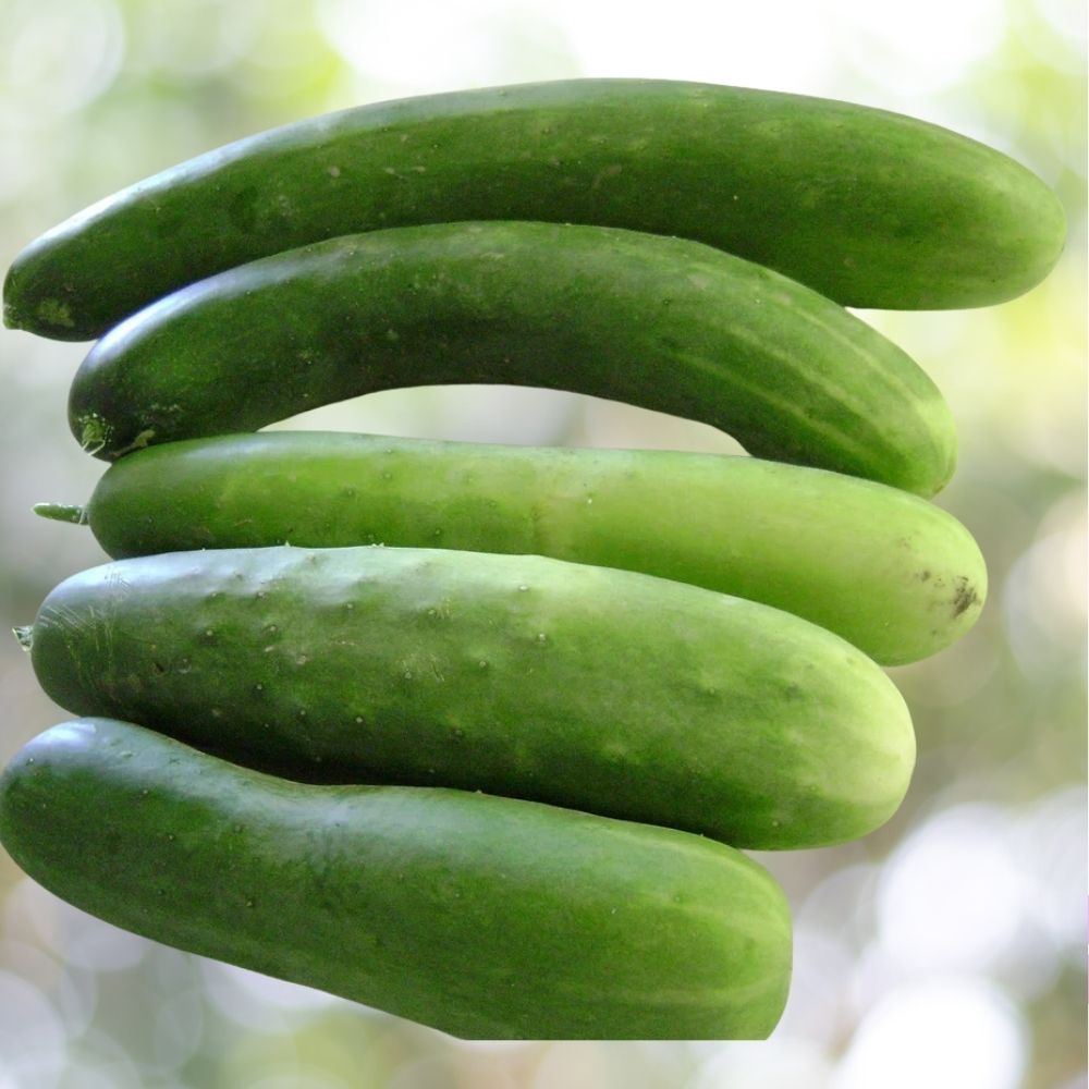 250 Organic Burpless Cucumber Seeds, Non-GMO Garden Sweet Variety Fast Shipping