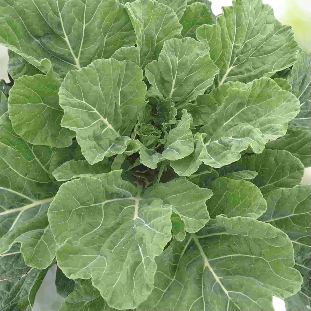 8000 Georgia Southern Collard Seeds, NON-GMO Creole Variety, Fast Shipping