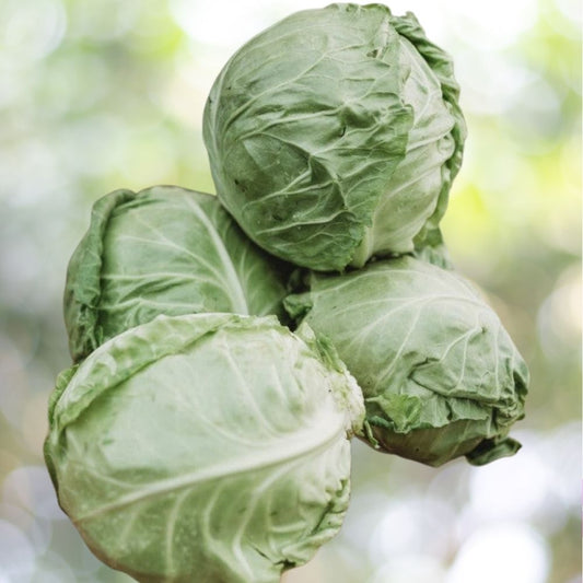 250 Cabbage Golden Acre Vegetable Seeds