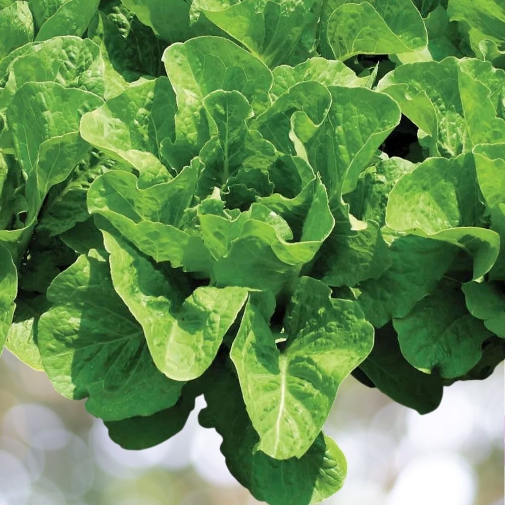 10K Jericho Romaine Lettuce Seeds 1/2 oz NON-GMO Heat Tolerant Fast Shipping