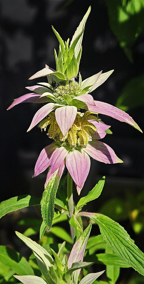 Monarda punctata Seeds β Spotted Bee Balm | Native Wildflower | Pollinator & Medicinal Plant | 100 Seeds