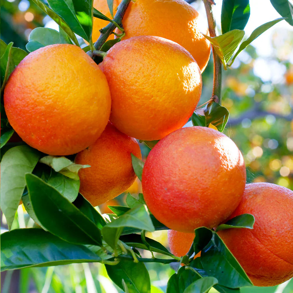 Blood Orange Cuttings (Citrus sinensis) 6β8 Inch Unrooted β For Rooting or Grafting, Organic Red-Flesh Citrus Scion