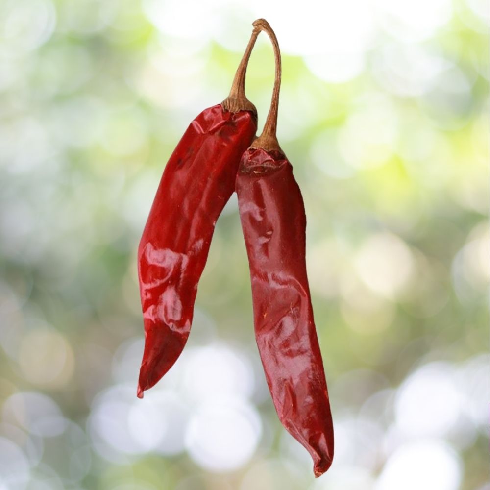 1000 Ms Junie Hot Chile Pepper Seeds Hatch NuMex NON-GMO Fast Shipping