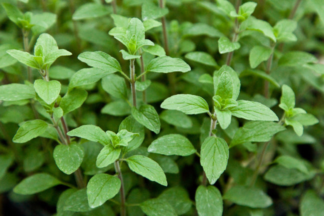 Italian Oregano Herb Seeds 100 Count Fresh Aromatic Culinary Variety