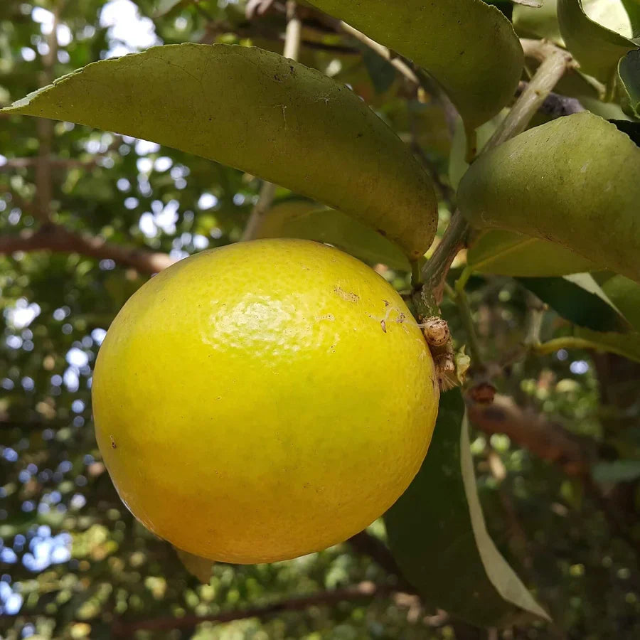 Palestine Sweet Lemon Cuttings (Citrus limetta) 6β8 Inch Unrooted β For Rooting or Grafting, Mild & Sweet Organic Citrus