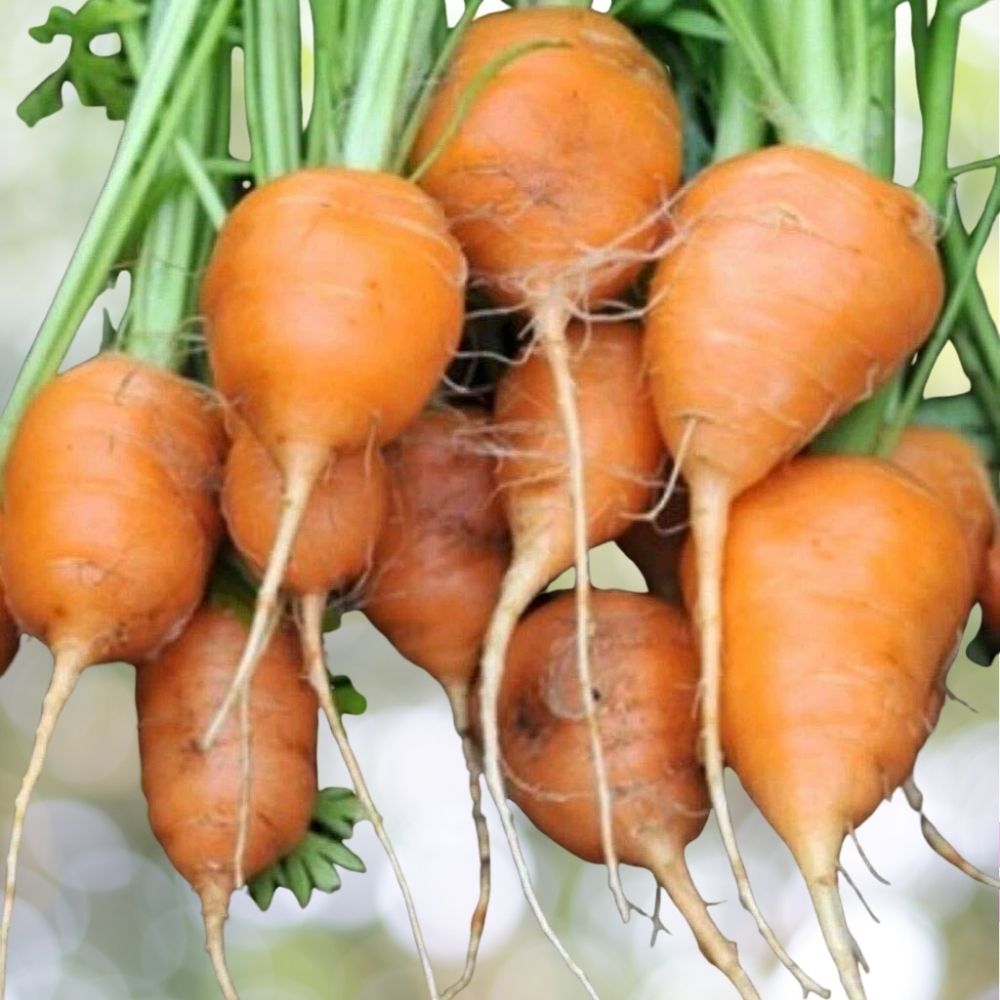 Parisian Carrot Seeds Tonda di Parigi Heirloom 10K Seeds Fast Shipping