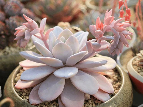Echeveria laui β Rare Powdery Succulent Plant | Live Bare Root 2β3 Inch | Silver Blue Echeveria for Home or Garden