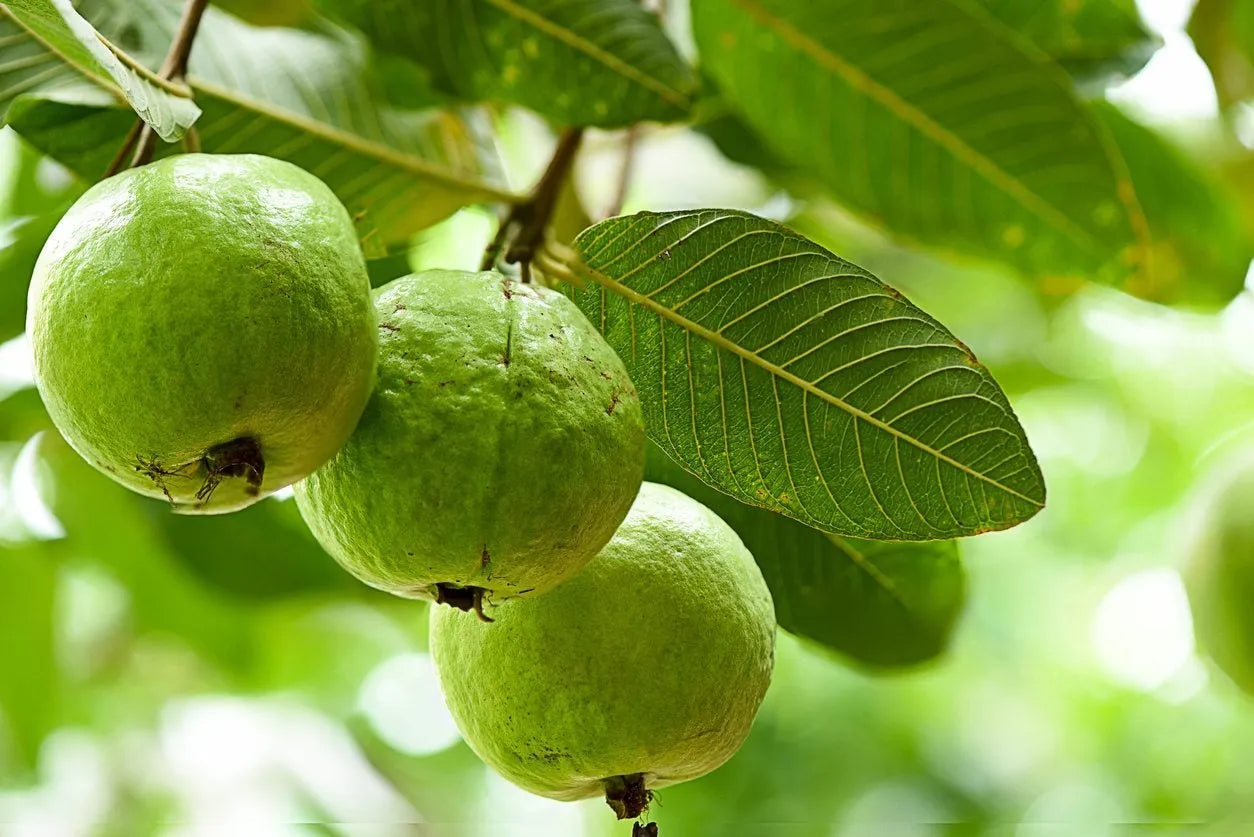 3 Guava Tree Cuttings | Psidium guajava | 4β5" Unrooted Wood for Grafting or Rooting | Tropical Fruit Tree Starter | Easy Propagation
