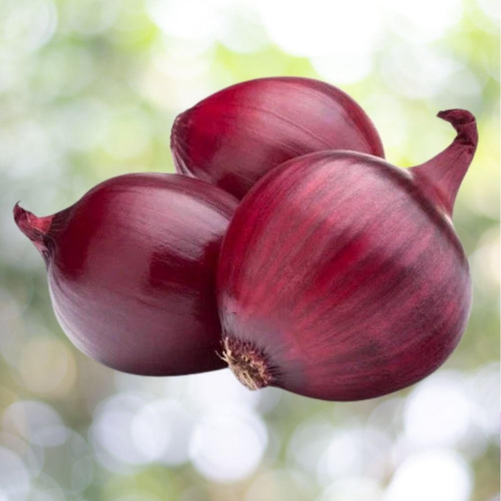 Red Burgundy Onion Seeds 8000+ Heirloom Short Day Allium Cepa Fast Shipping