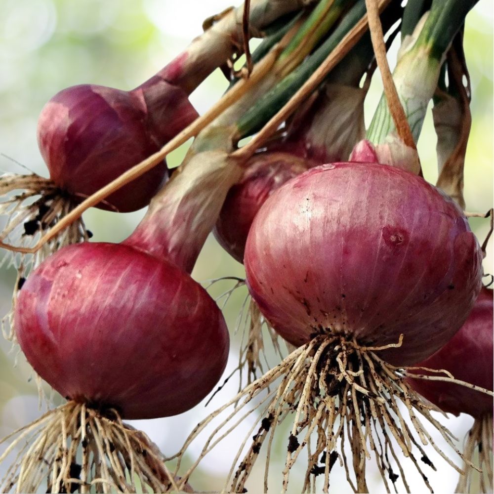 4000 Red Grano Onion Seeds NON-GMO Variety Sizes Fast Shipping