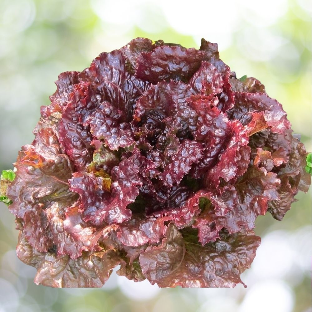 Ruby Leaf Lettuce Seeds - 10K Seeds Deep Red Summer Salad NON-GMO Fast Shipping