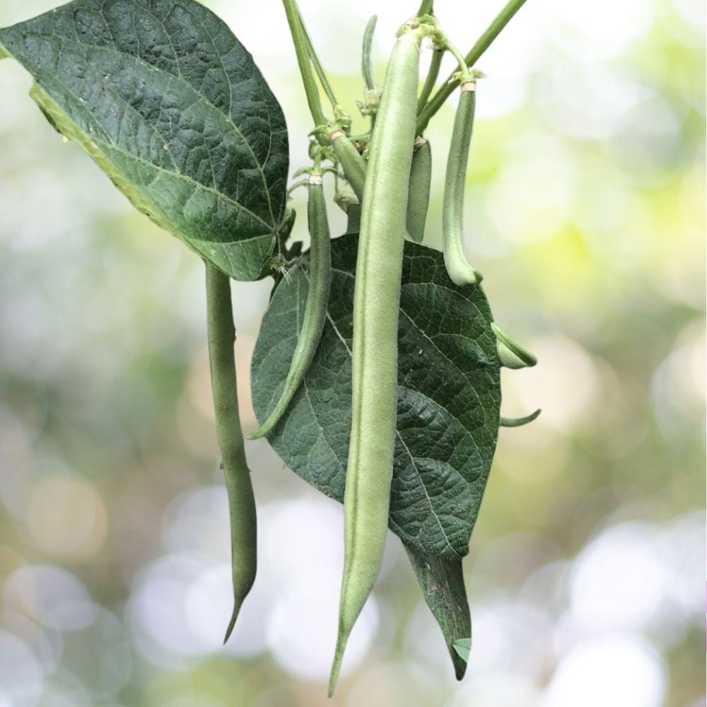 Slenderette Bush Green Bean Seeds - Stringless, Non-GMO, 100 Seeds 1 Oz Fast Shipping