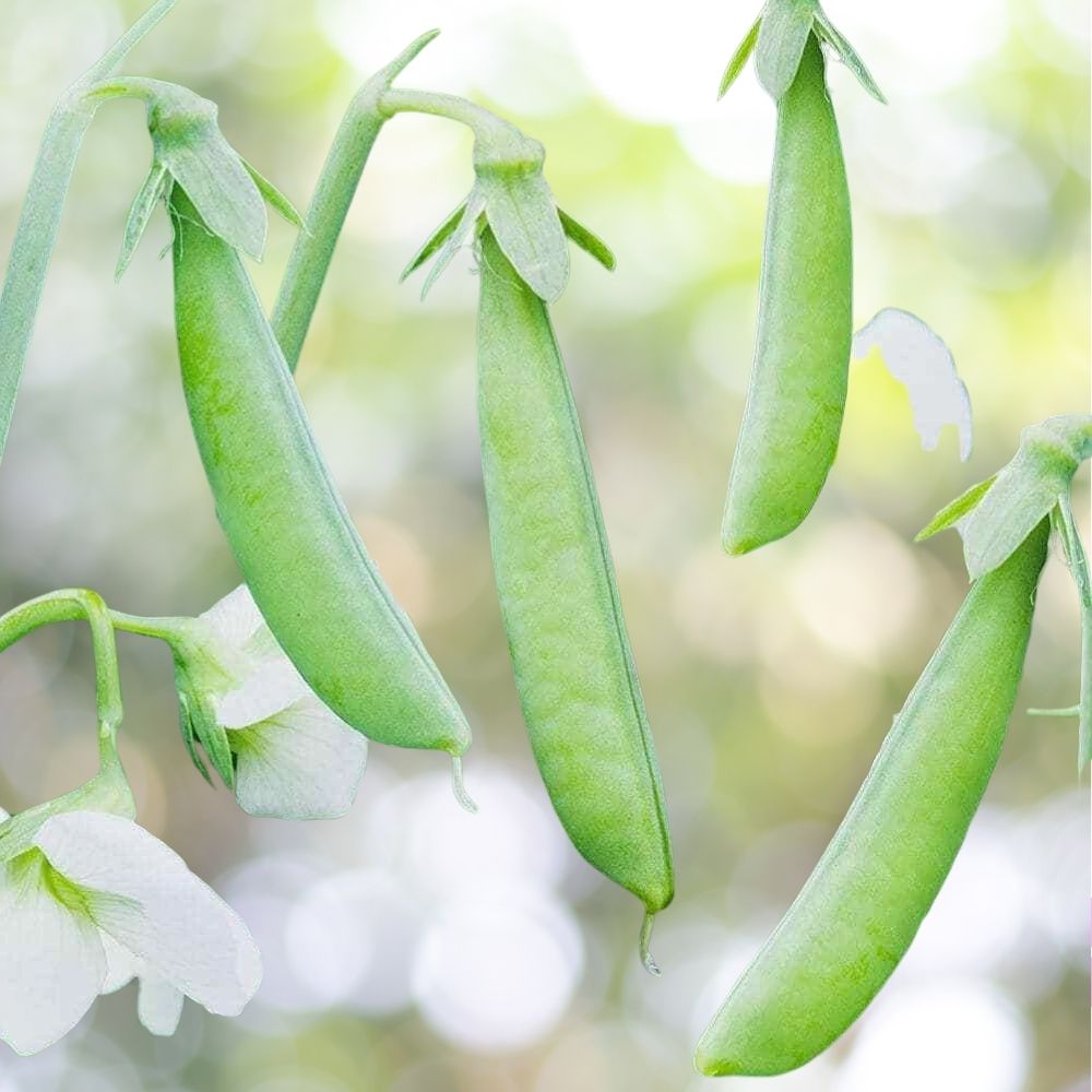 Sugar Ann Snap Pea Seeds 140+ Seeds Heirloom NON-GMO Early Compact Fast Shipping