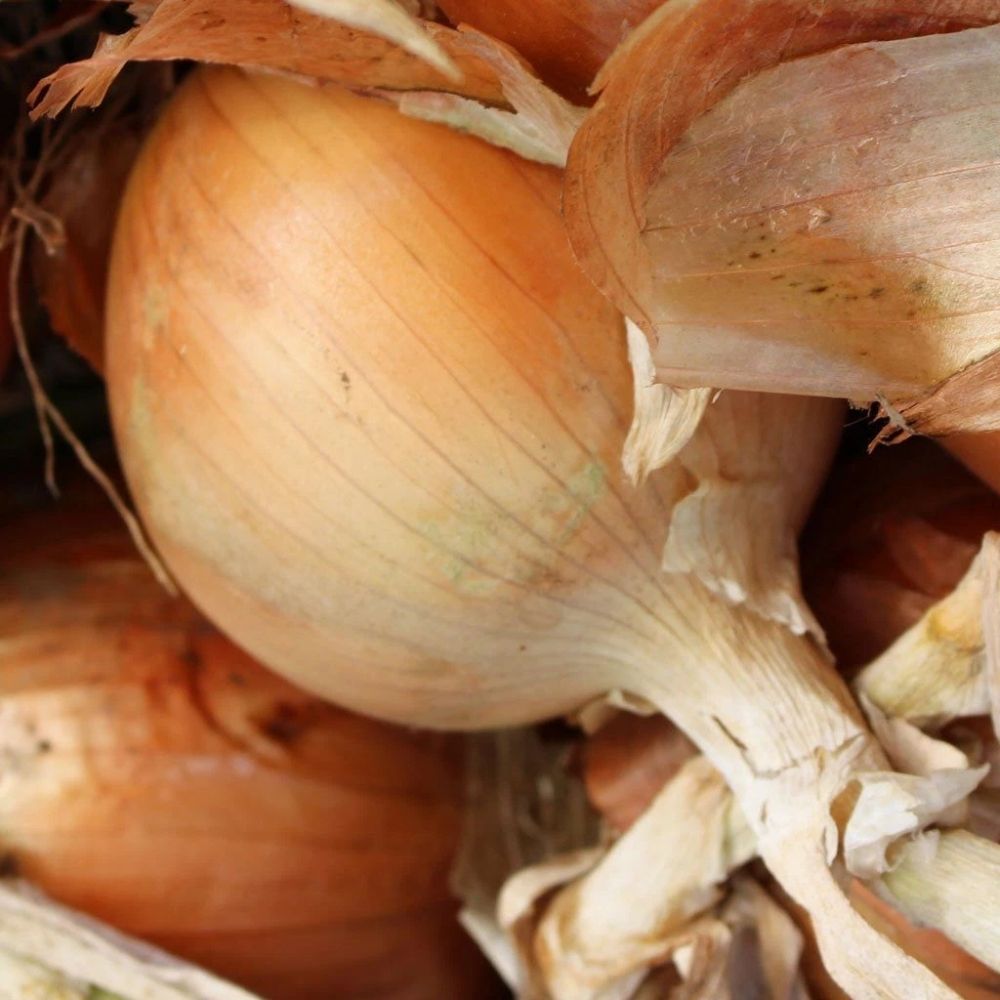 8000 Texas Grano 502 Onion Seeds NON-GMO Early Grano Short Day Fast Shipping