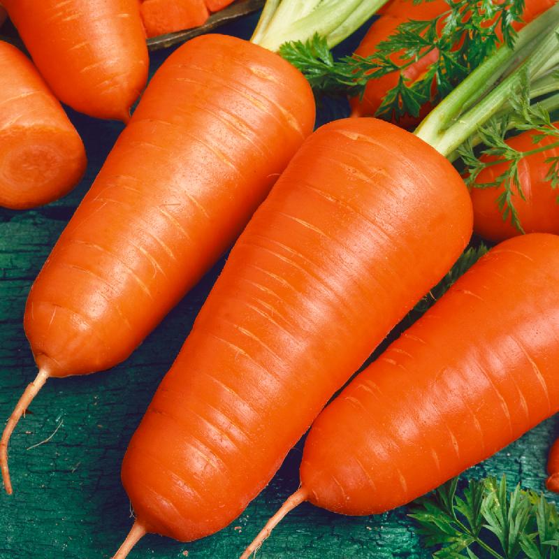 800 Chantenay Red Cored Carrot Seeds Heirloom Sweet Crisp Root Vegetable for Spring or Fall Planting
