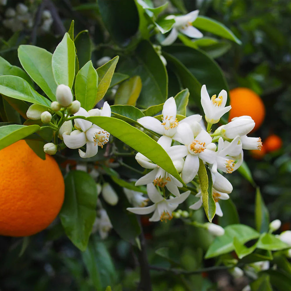 Valencia Orange Cuttings (Citrus sinensis) 6β8 Inch Unrooted β For Rooting or Grafting, Organic Sweet Juice Citrus Scion