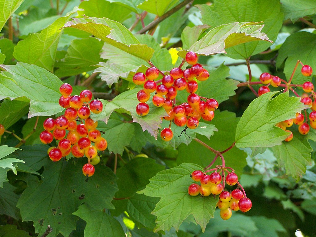15 Viburnum opulus Cuttings β Eastern Snowball Tree Chervona Kalyna β Flowering Shrub β Unrooted Stems for Propagation